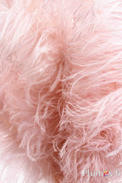 Struisvogel premium - 50-60 cm - creme roze